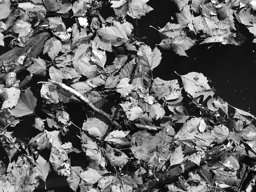 Black and White Photo of Autumn Leaves Floating in Water.